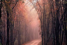 [图]凯恩破门金玟哉进球 拜仁客场击败弗赖堡.